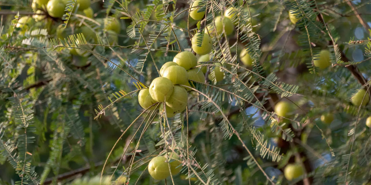 Amla Olie, wat is het en waar is het goed voor? Boozyshop